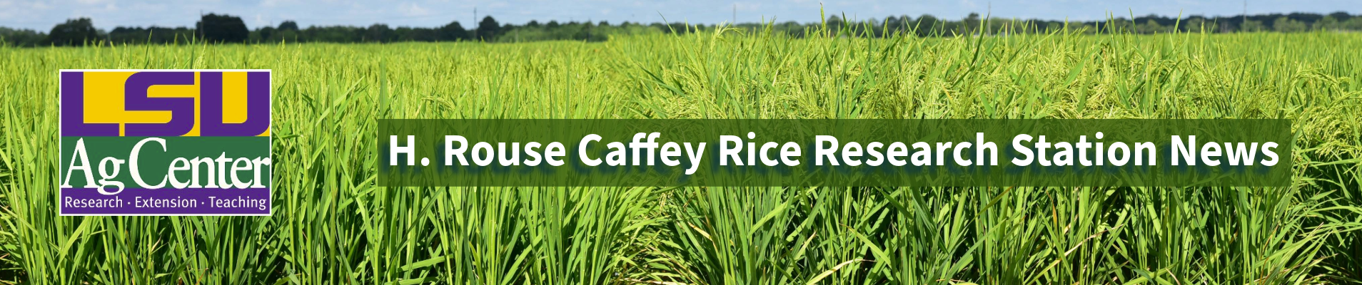 2024 H. Rouse Caffey Rice Research Station Newsletters